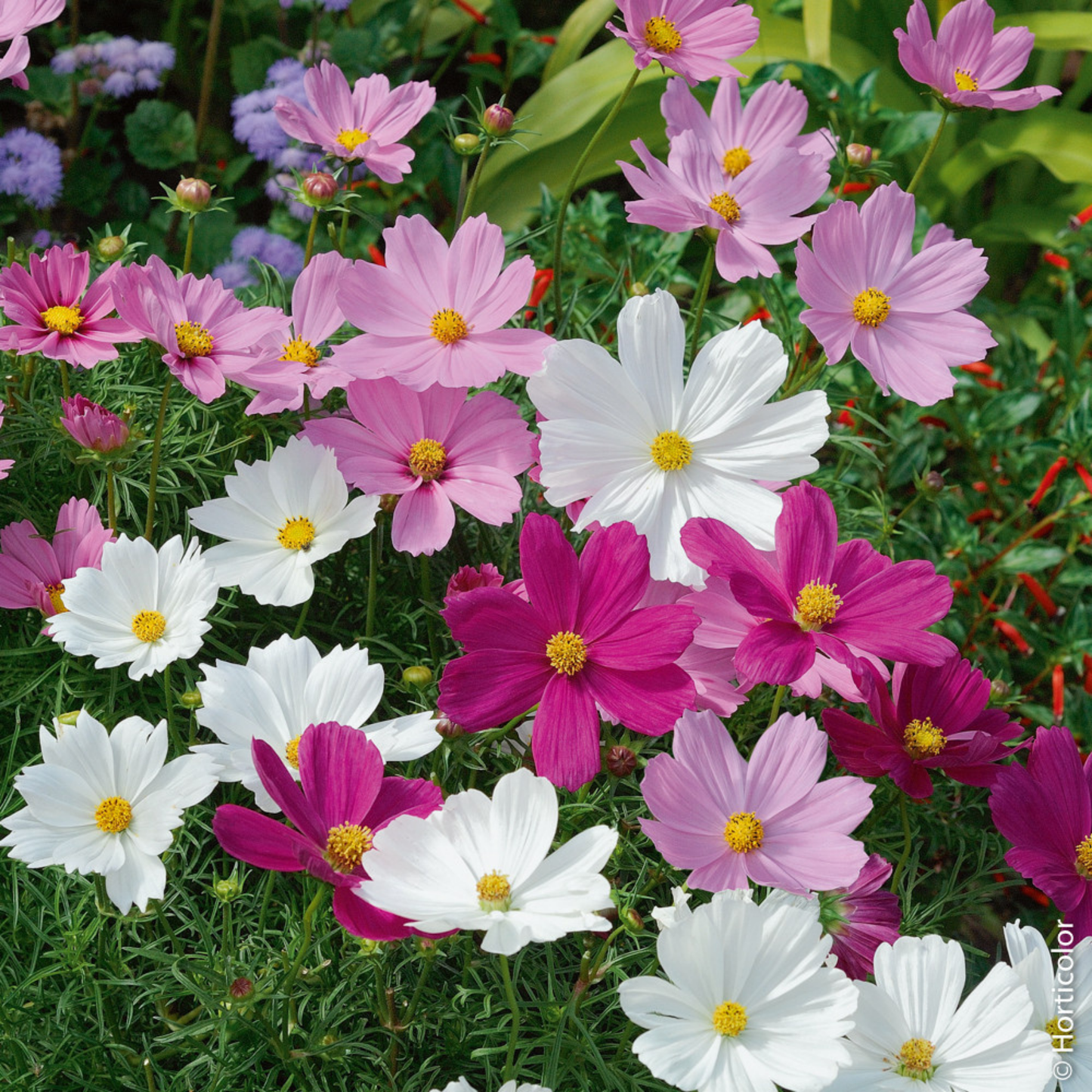 Cosmos Psyche Mix – farbenfroher mexikanischer Schmuckblumen-Mix