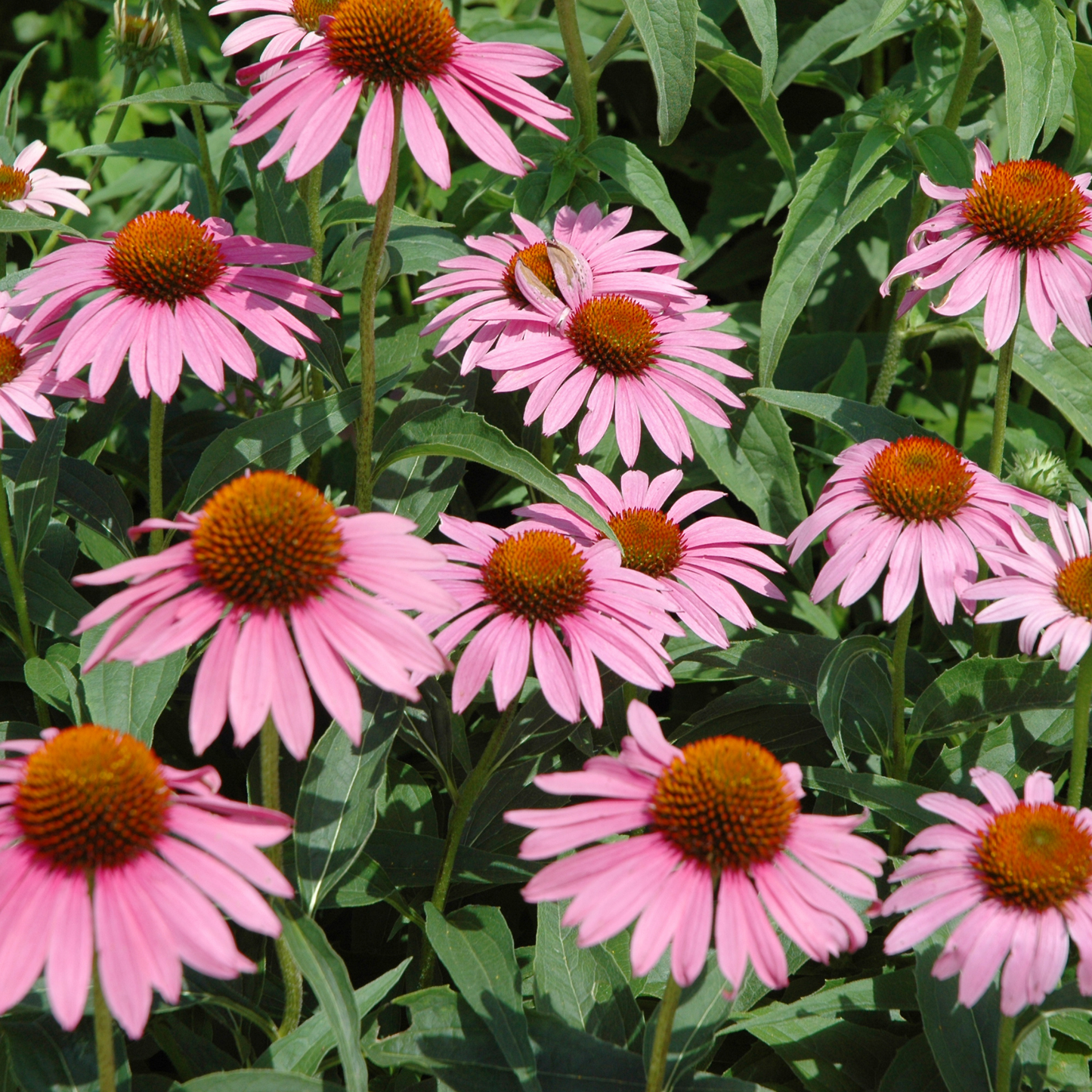 Echinacea Starlight – Purpursonnenhut