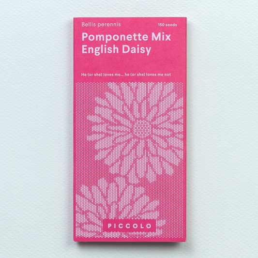 Pomponette Mix Englische Gänseblümchen