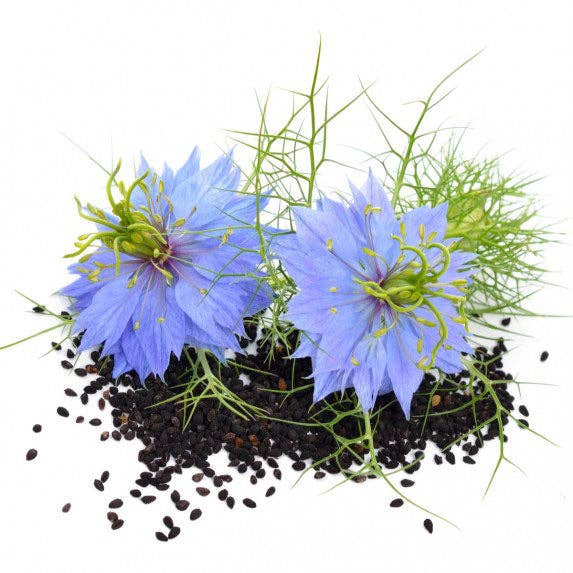 Nigella Schwarzkümmel