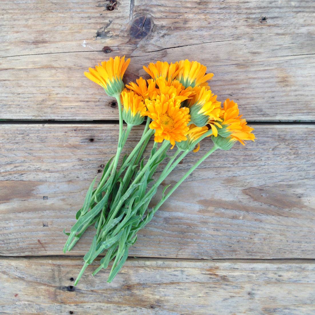 Calendula Erfurter Orangefarbige – Heilpflanze mit leuchtend orangenen Blüten