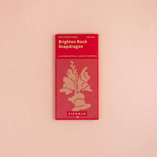 Löwenmäulchen Brighton Rock – historische Sorte mit pastellfarbenen zweifarbigen Blüten