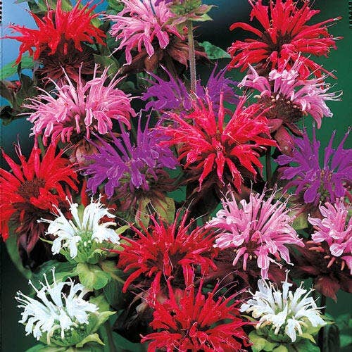 Monarda Panorama Mix (Indianernessel)