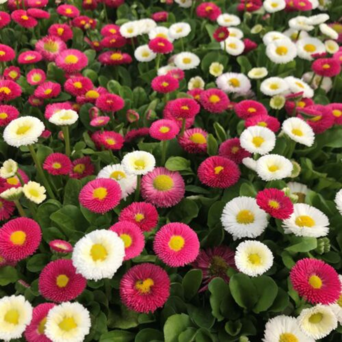 Pomponette Mix Englische Gänseblümchen