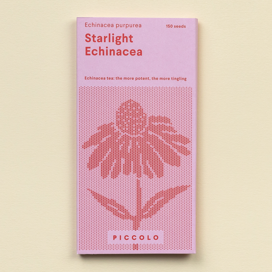 Echinacea Starlight – Purpursonnenhut