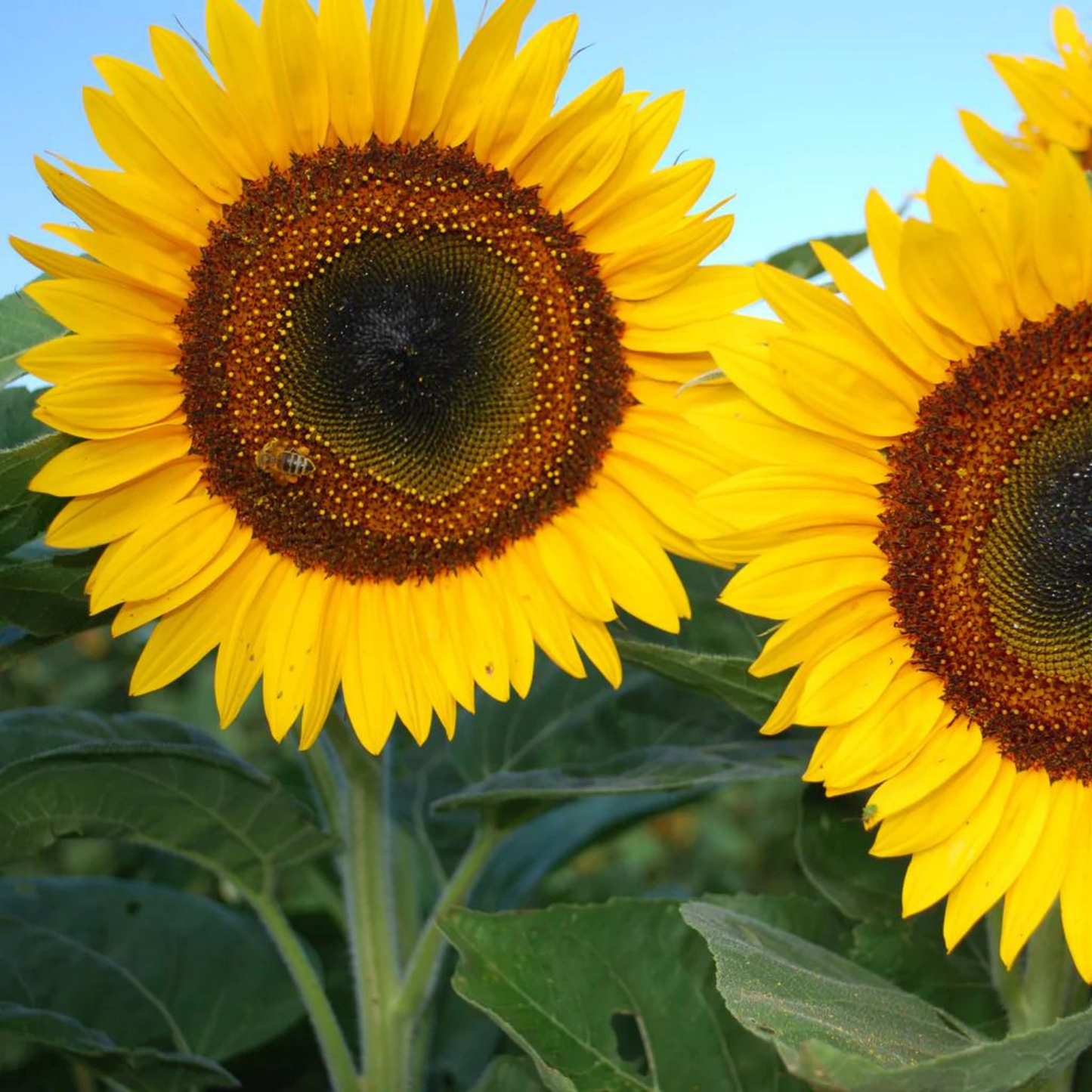 Sonnenblume Taiyo